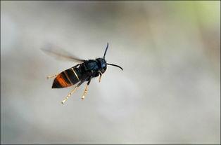 野蜂飞舞资料,揭秘自然界的神奇舞蹈与生态智慧