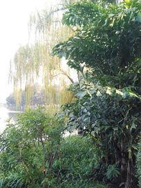 杨柳之照片,捕捉自然之美