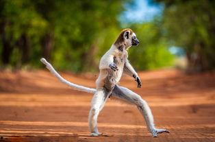 马达加斯加狐猴图片